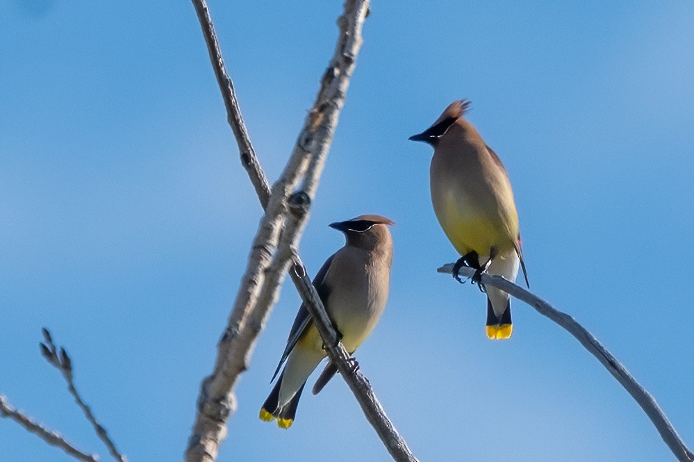 Cedar Waxwing - ML638851041