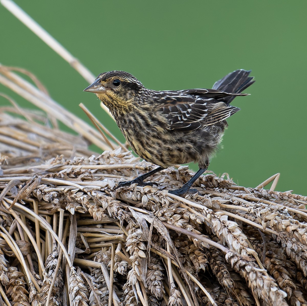 Red-winged Blackbird - ML638851072