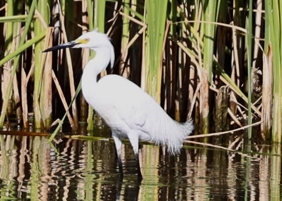 Snowy Egret - ML638851176