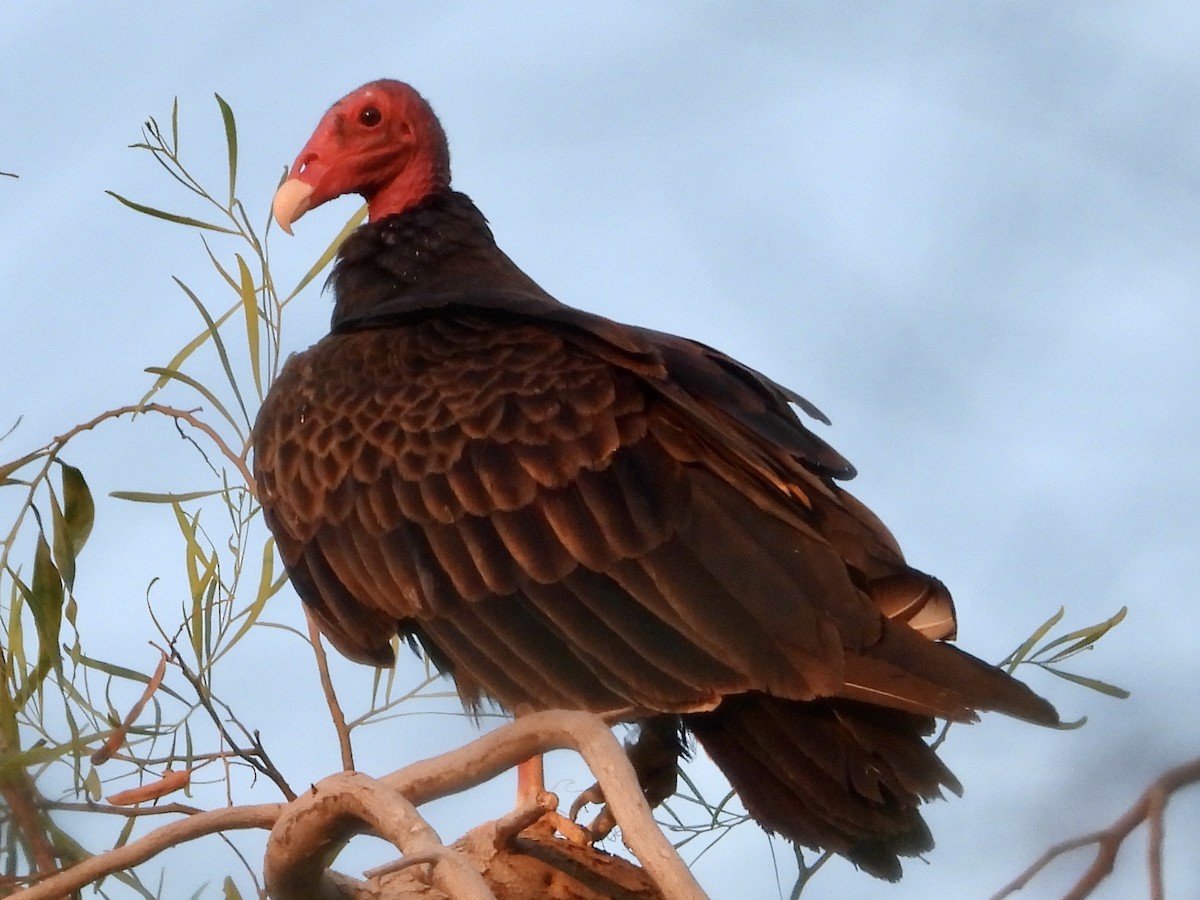 Turkey Vulture - ML638851186