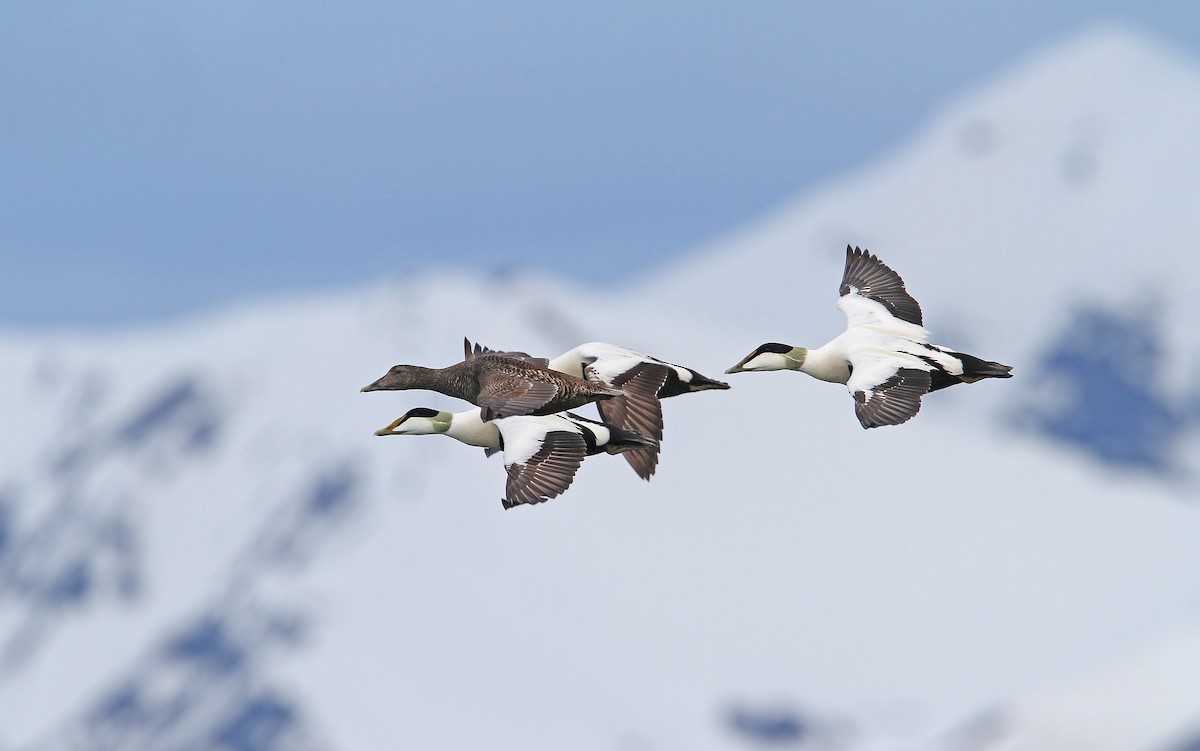 Common Eider (Northern) - Christoph Moning