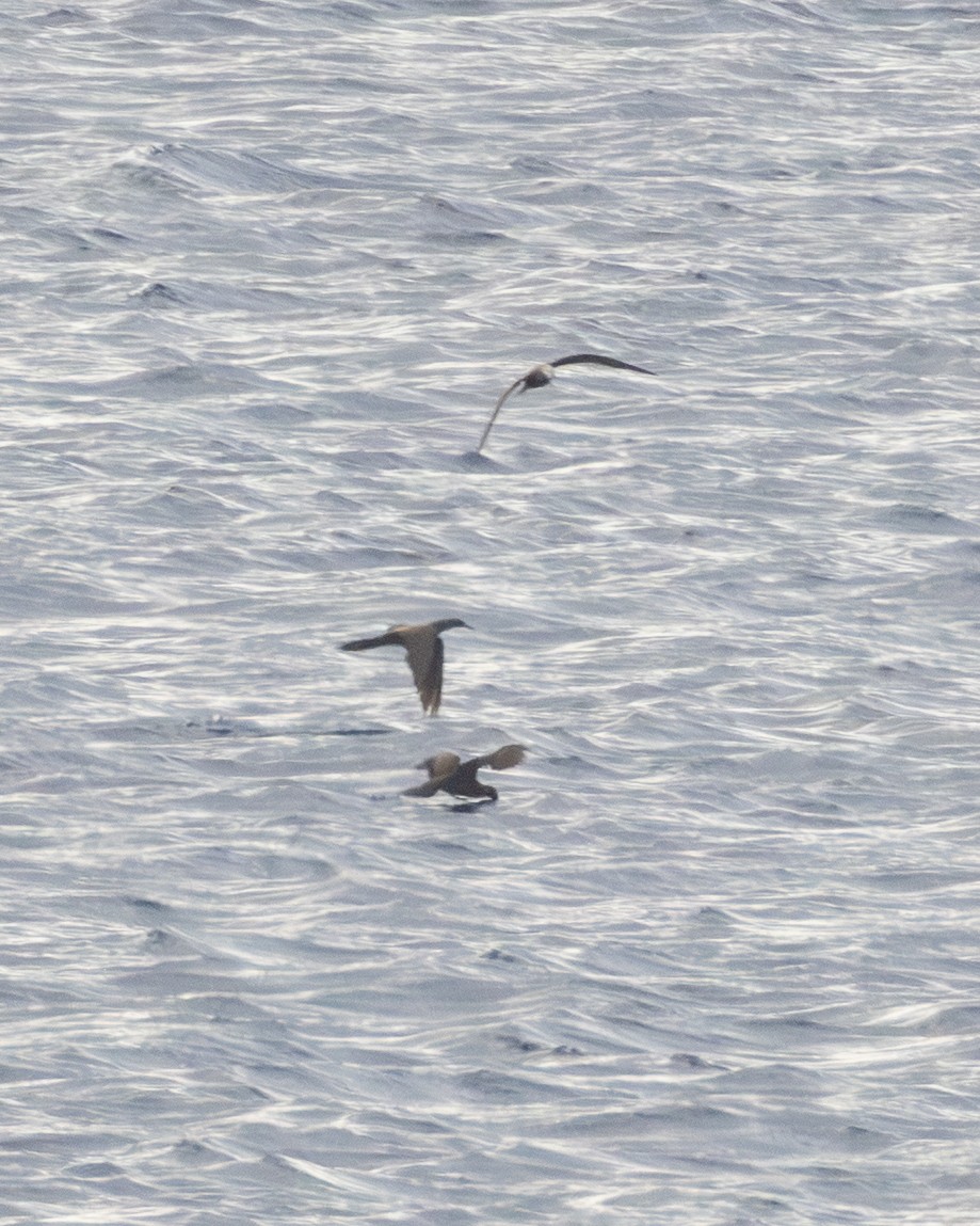 Brown Noddy - ML638851212