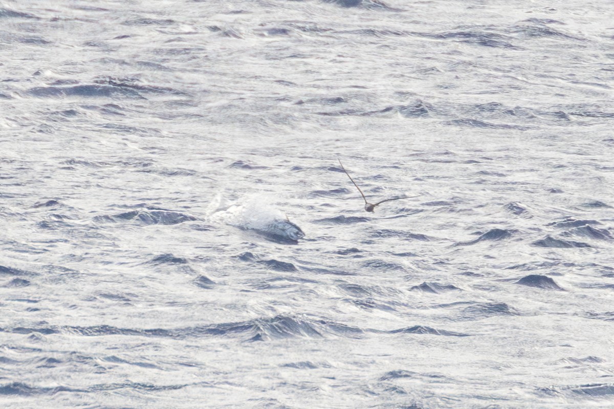 Brown Noddy - ML638851214