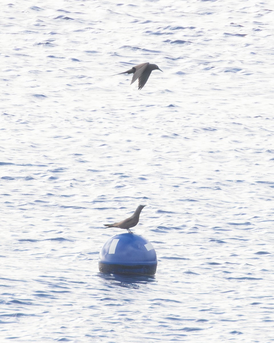 Brown Noddy - ML638851215