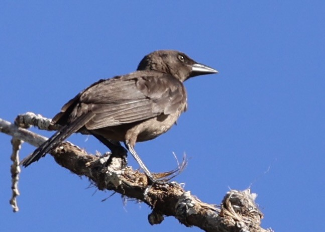 Common Grackle - ML638851310