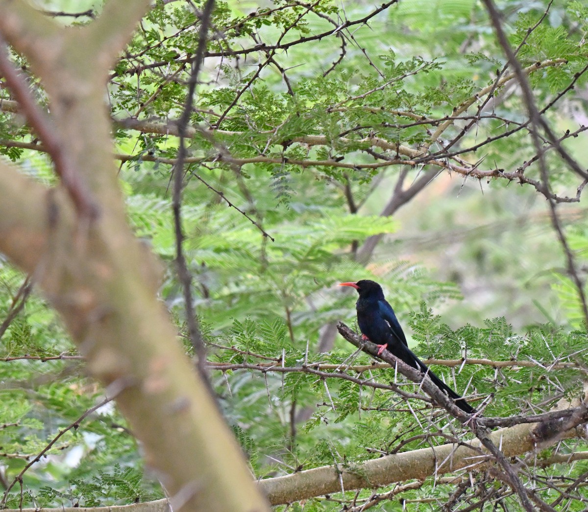 Violet Woodhoopoe - ML638851315