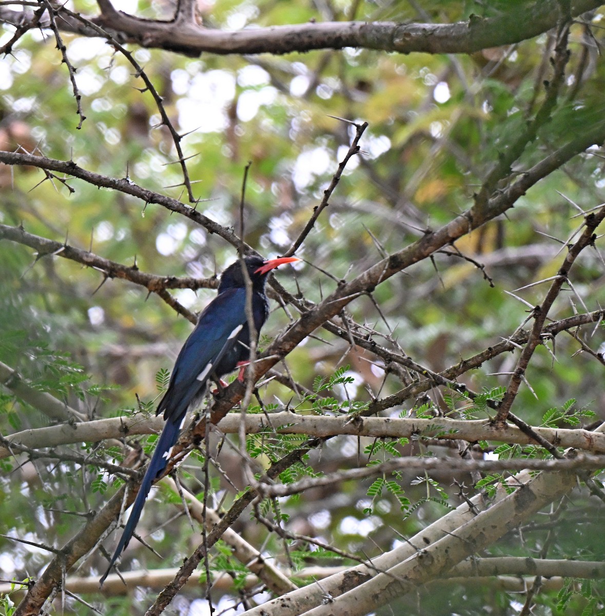 Violet Woodhoopoe - ML638851316