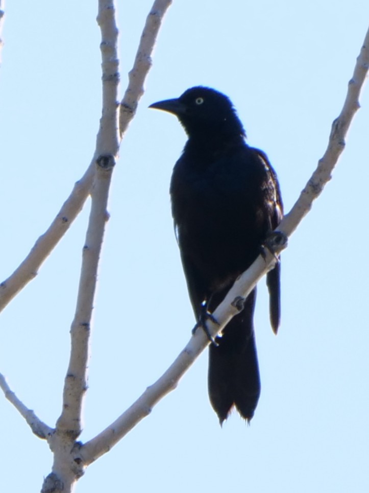 Common Grackle - ML638851318