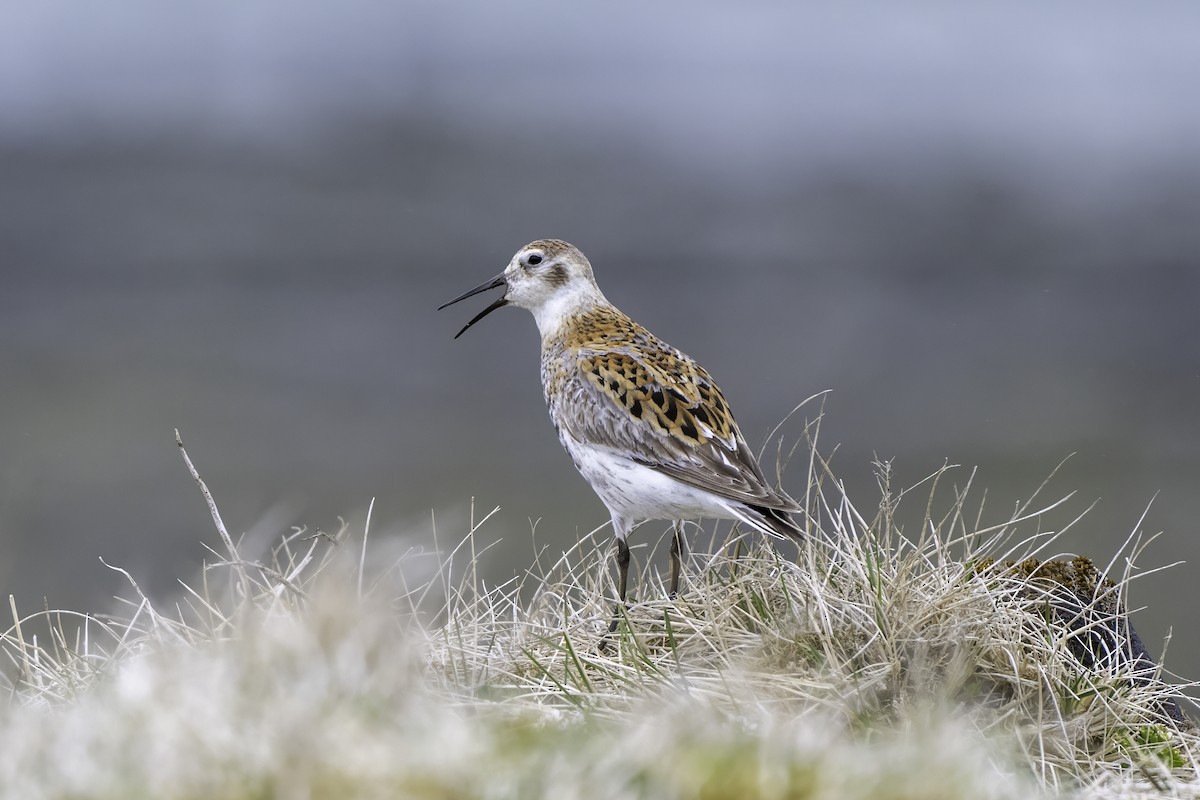 Rock Sandpiper - ML638851328