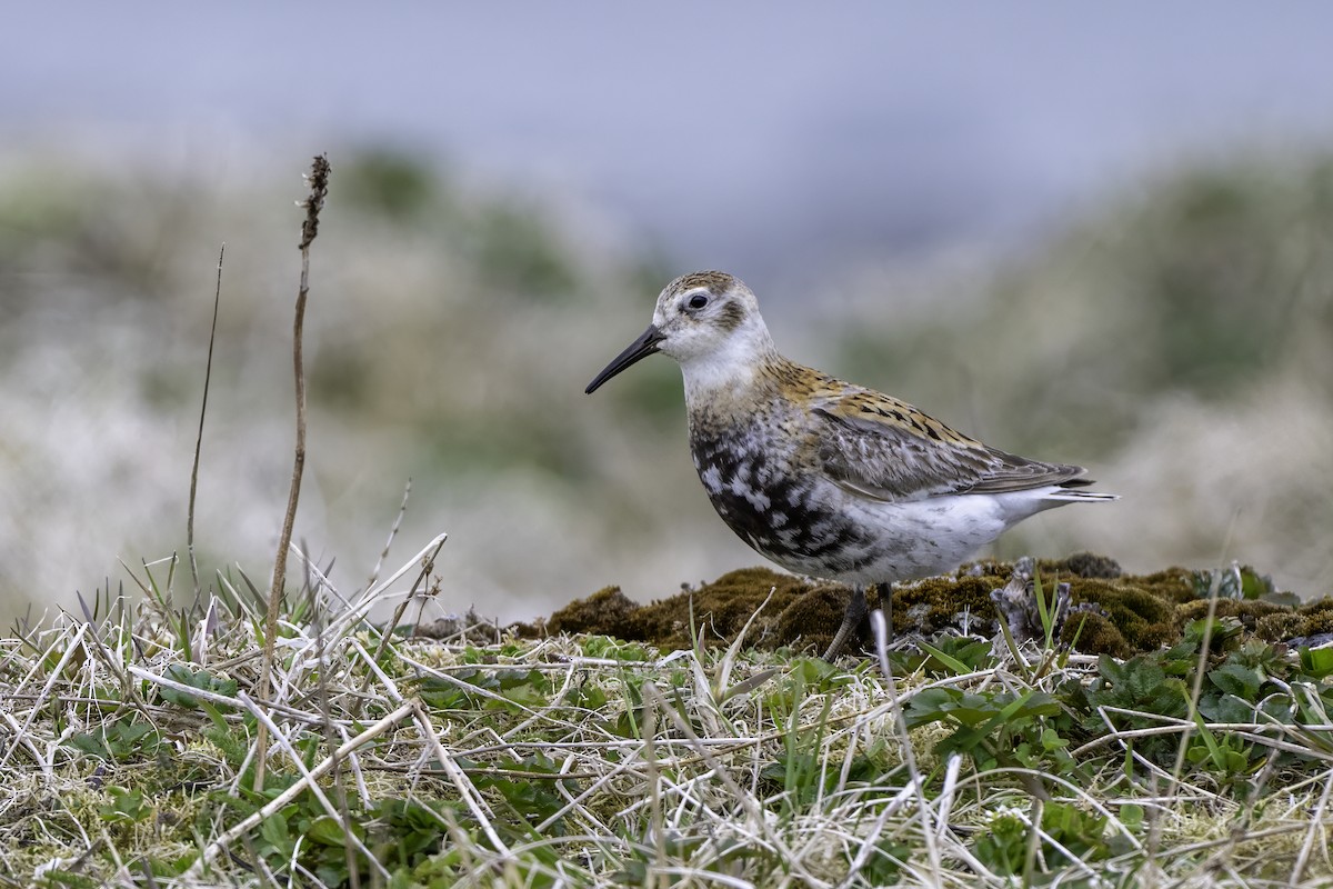Rock Sandpiper - ML638851329