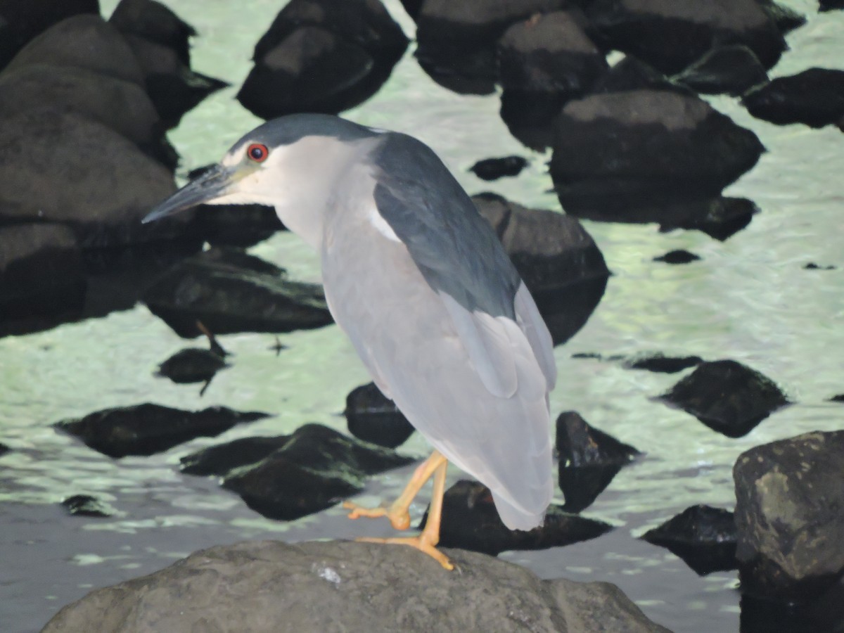 Black-crowned Night Heron - ML638851391