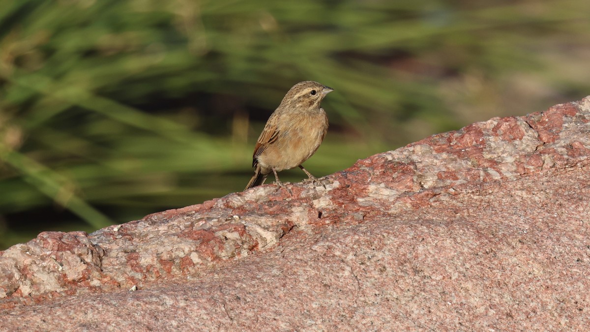 Lark-like Bunting - ML638851419