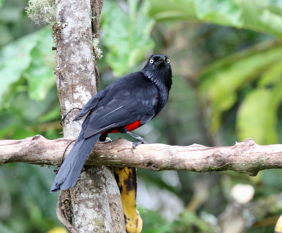 Red-bellied Grackle - ML638851420