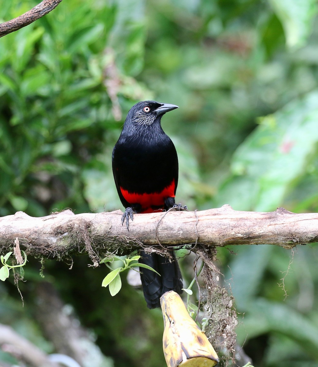 Red-bellied Grackle - ML638851421