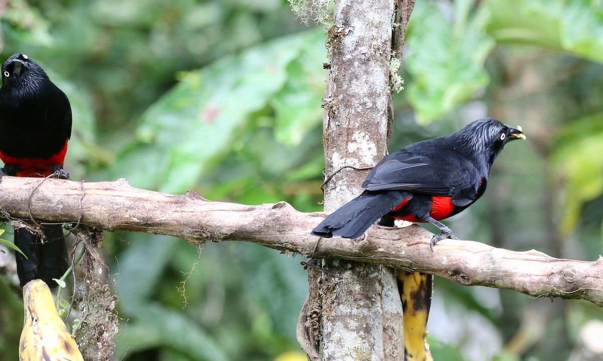 Red-bellied Grackle - ML638851422