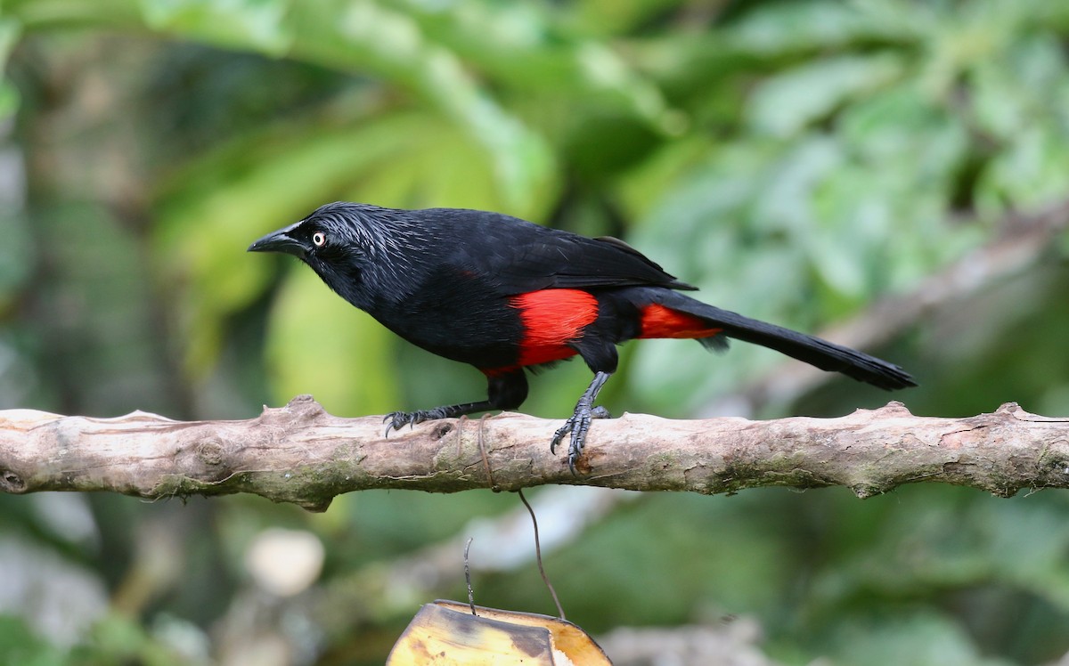 Red-bellied Grackle - ML638851423