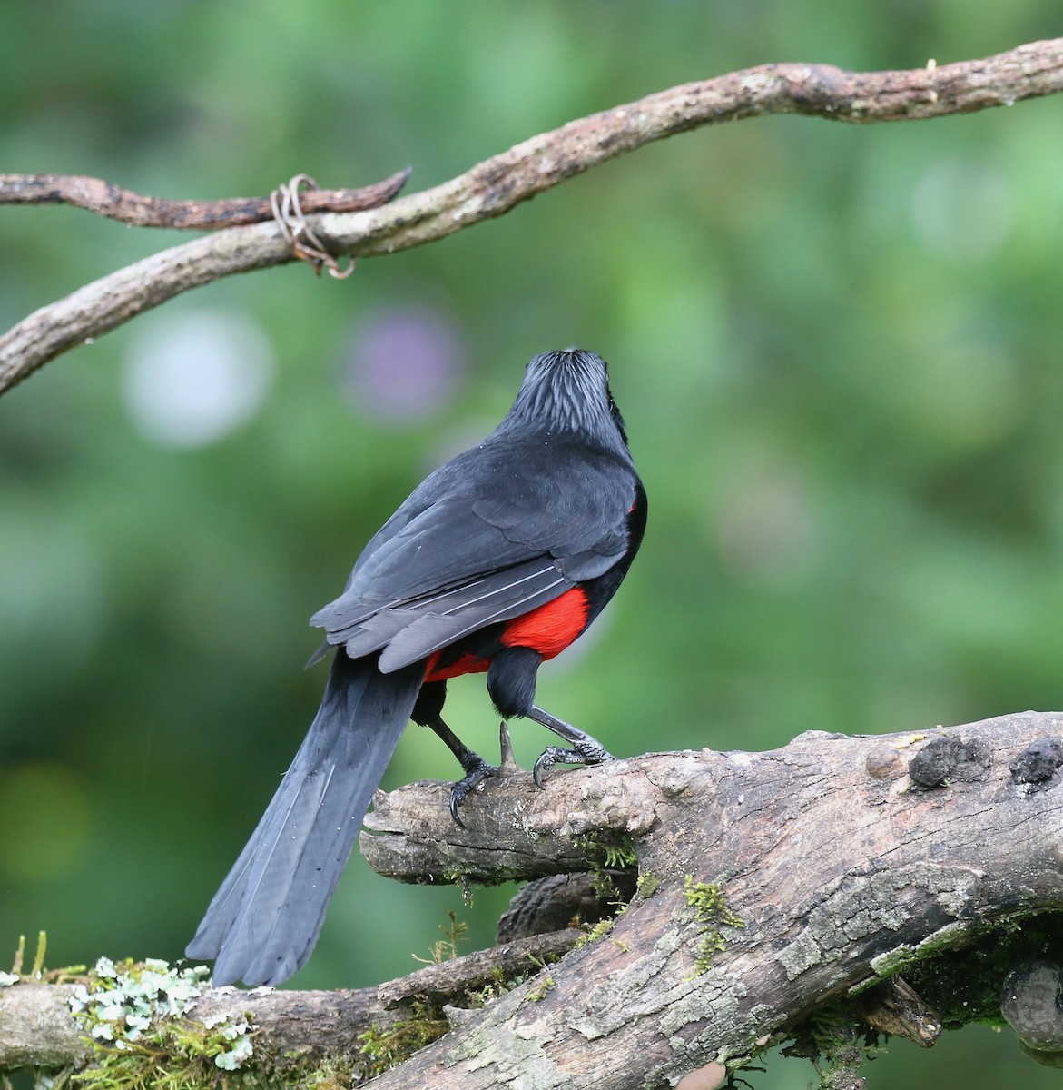 Red-bellied Grackle - ML638851424