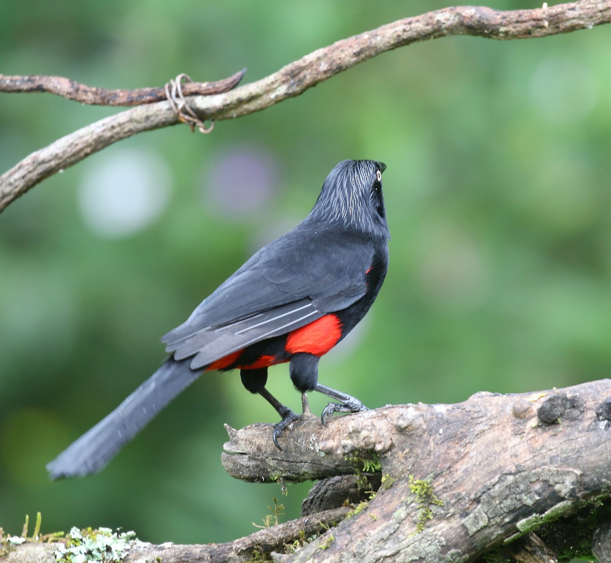 Red-bellied Grackle - ML638851427