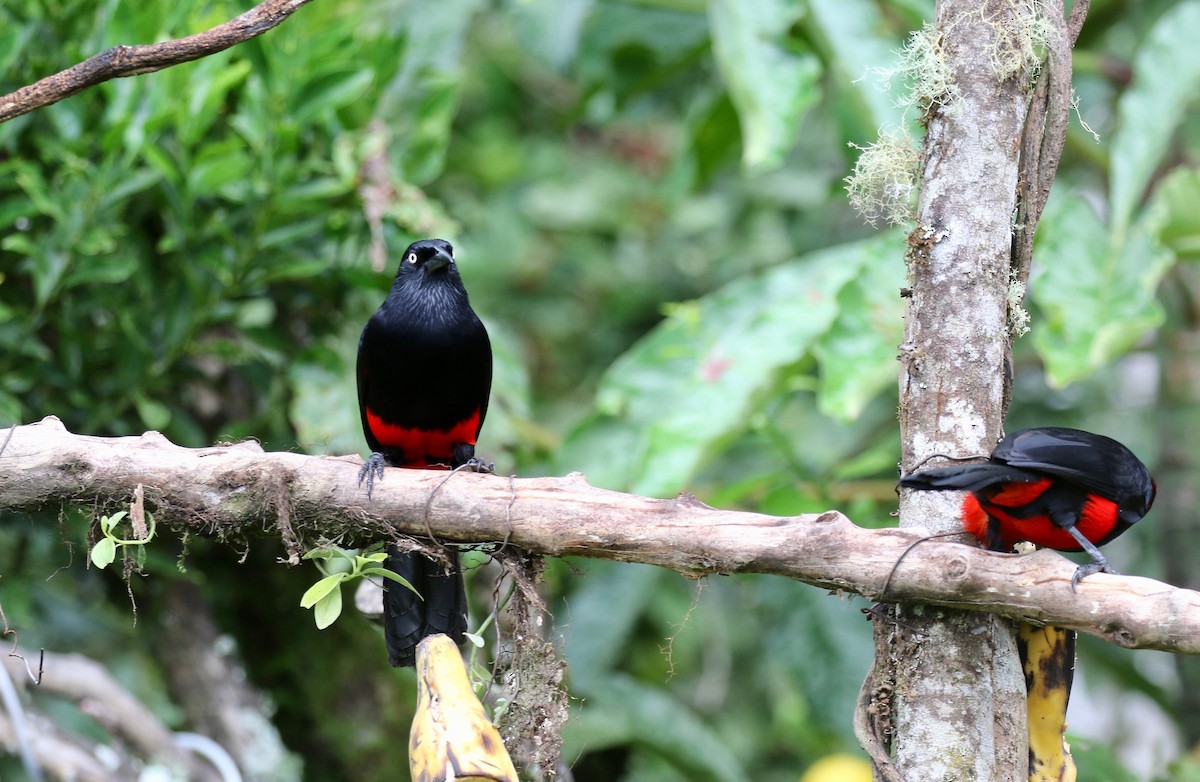 Red-bellied Grackle - ML638851428