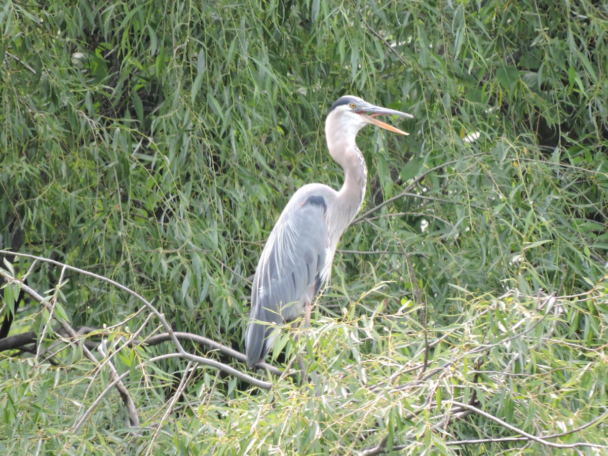 Great Blue Heron - ML638851430