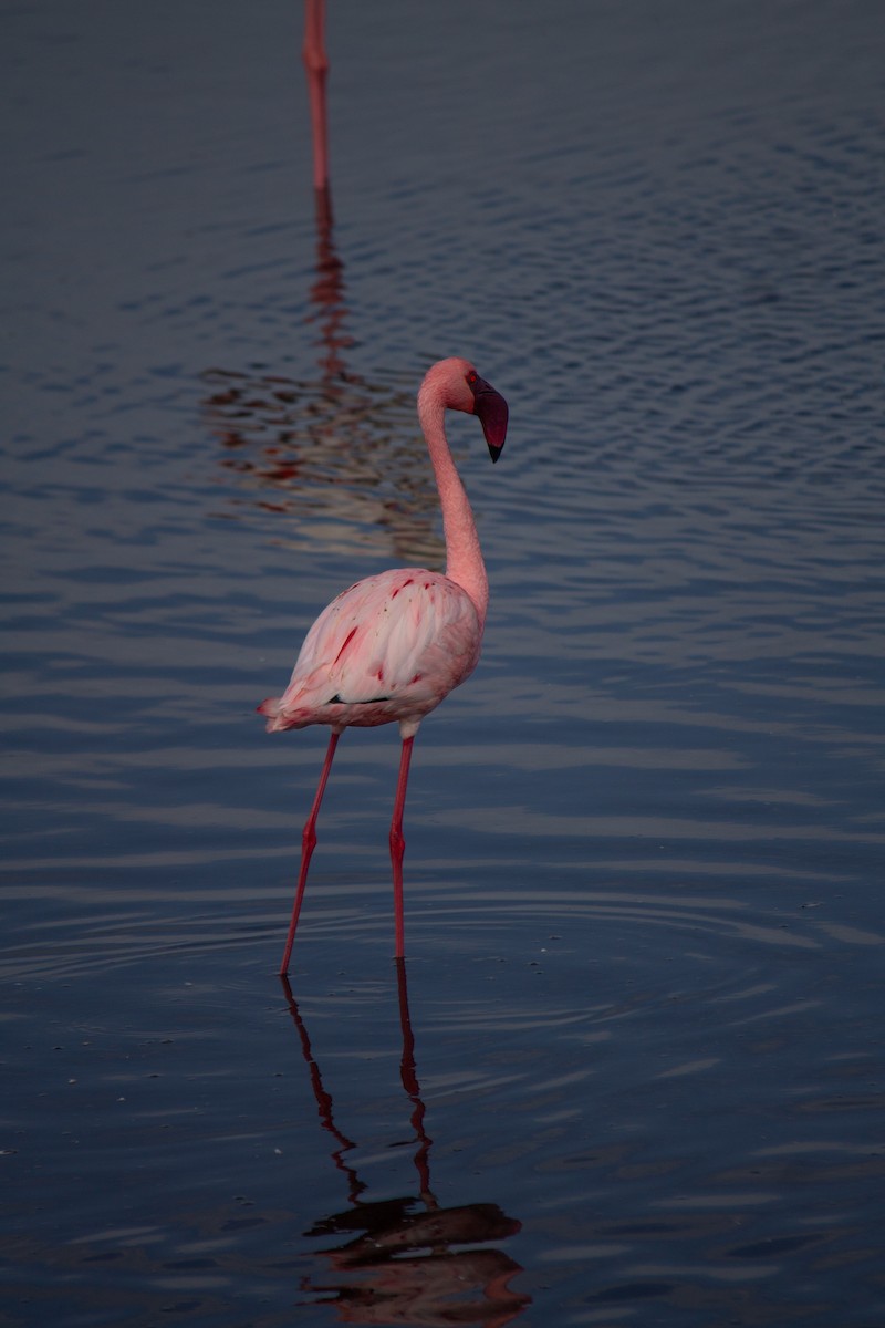 Zwergflamingo - ML638851519