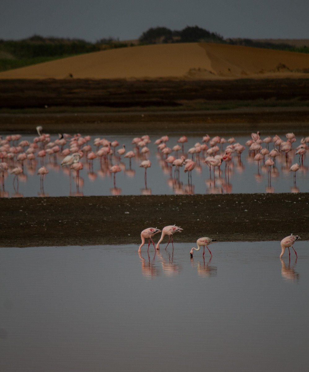 Zwergflamingo - ML638851520