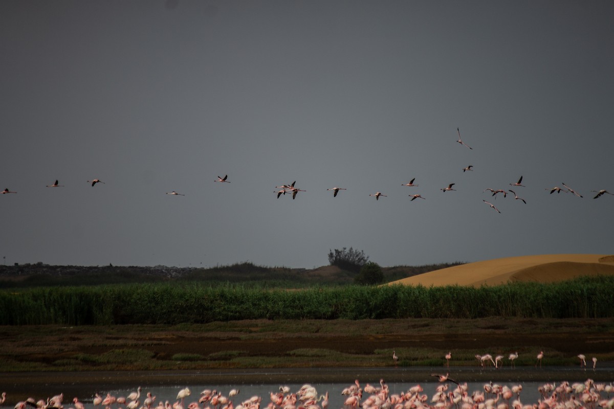 Zwergflamingo - ML638851523