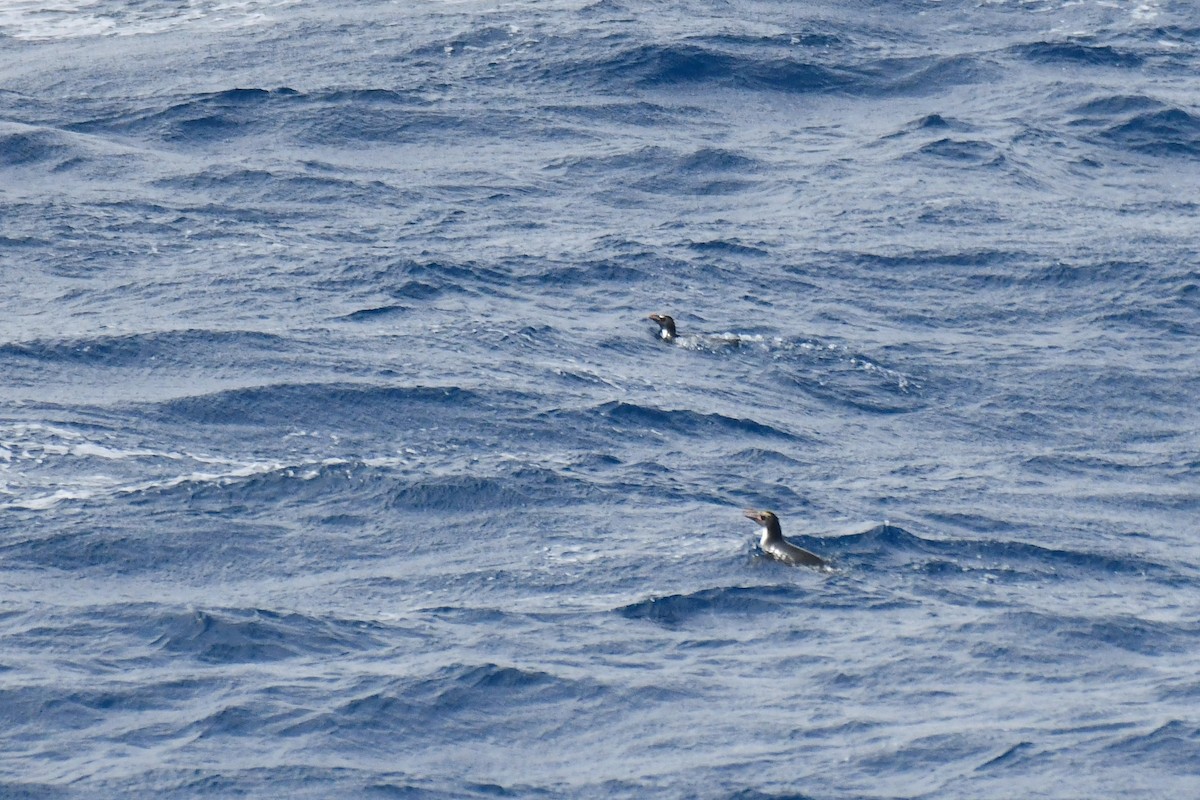 Eastern Rockhopper Penguin - Adam Janczyszyn