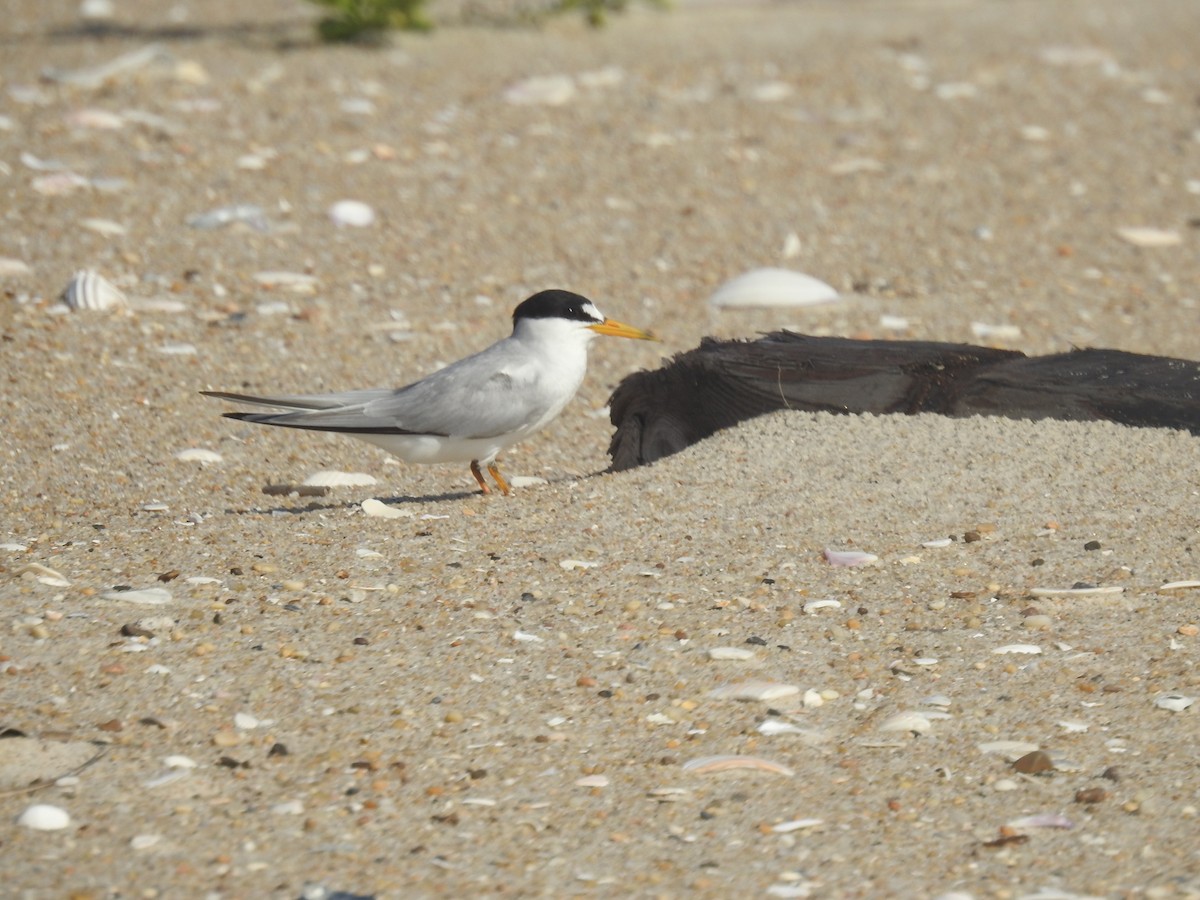 Least Tern - ML638851592