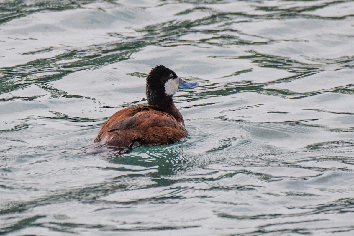 Ruddy Duck - ML638851604