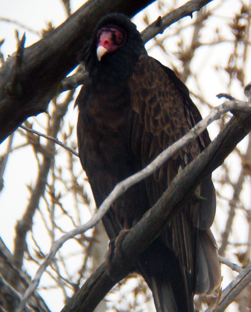 Turkey Vulture - ML638851629