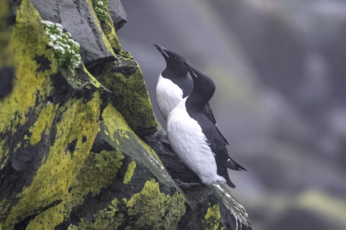 Thick-billed Murre - ML638851638