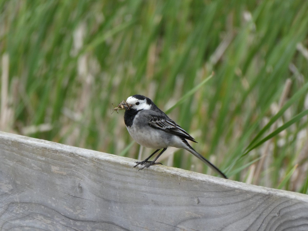 Хөх цэгцгий - ML638851664