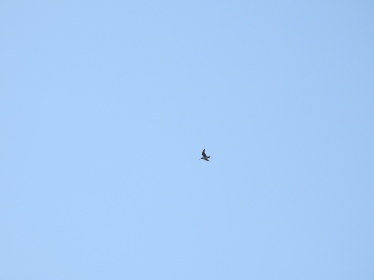 Wilson's Snipe - ML638851701