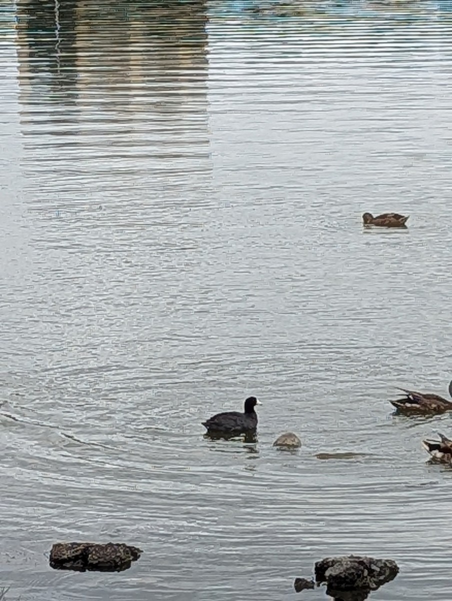 American Coot - ML638851702