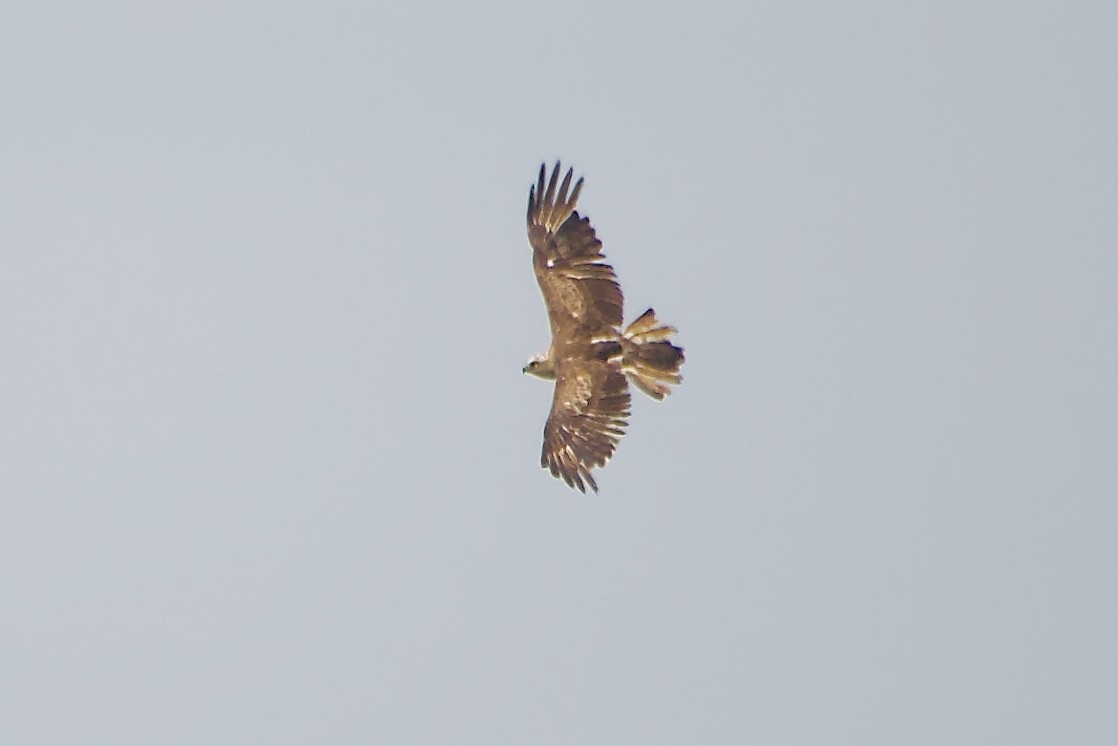 Short-toed Snake-Eagle - ML638851740