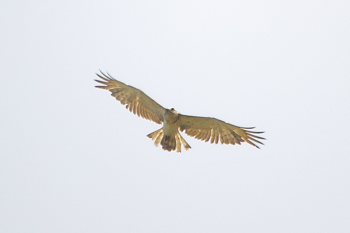 Short-toed Snake-Eagle - ML638851741