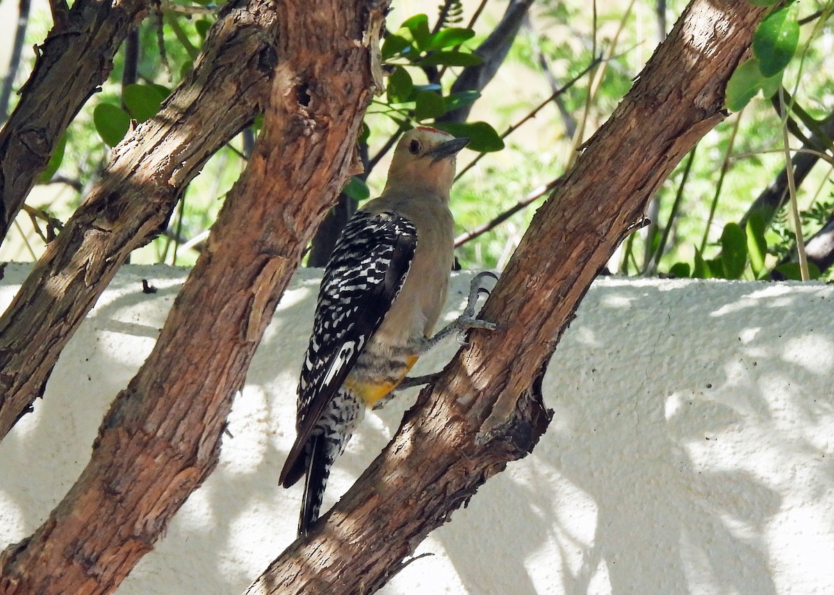 Gila Woodpecker - ML638851774