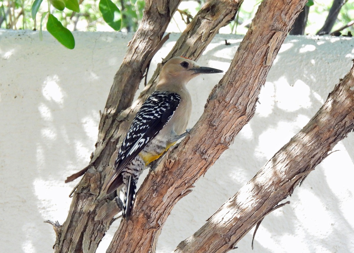 Gila Woodpecker - ML638851775