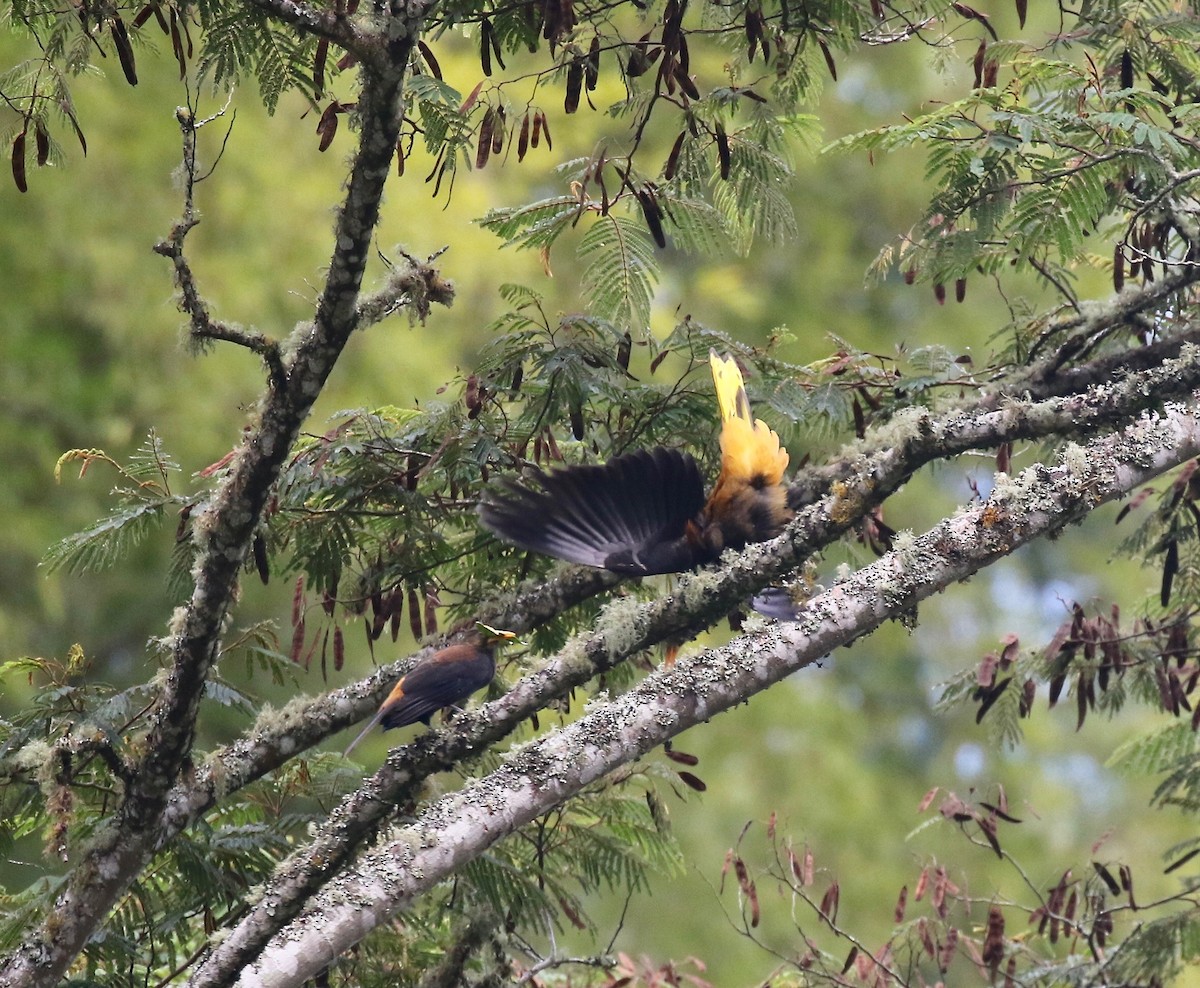 Russet-backed Oropendola - ML638851777