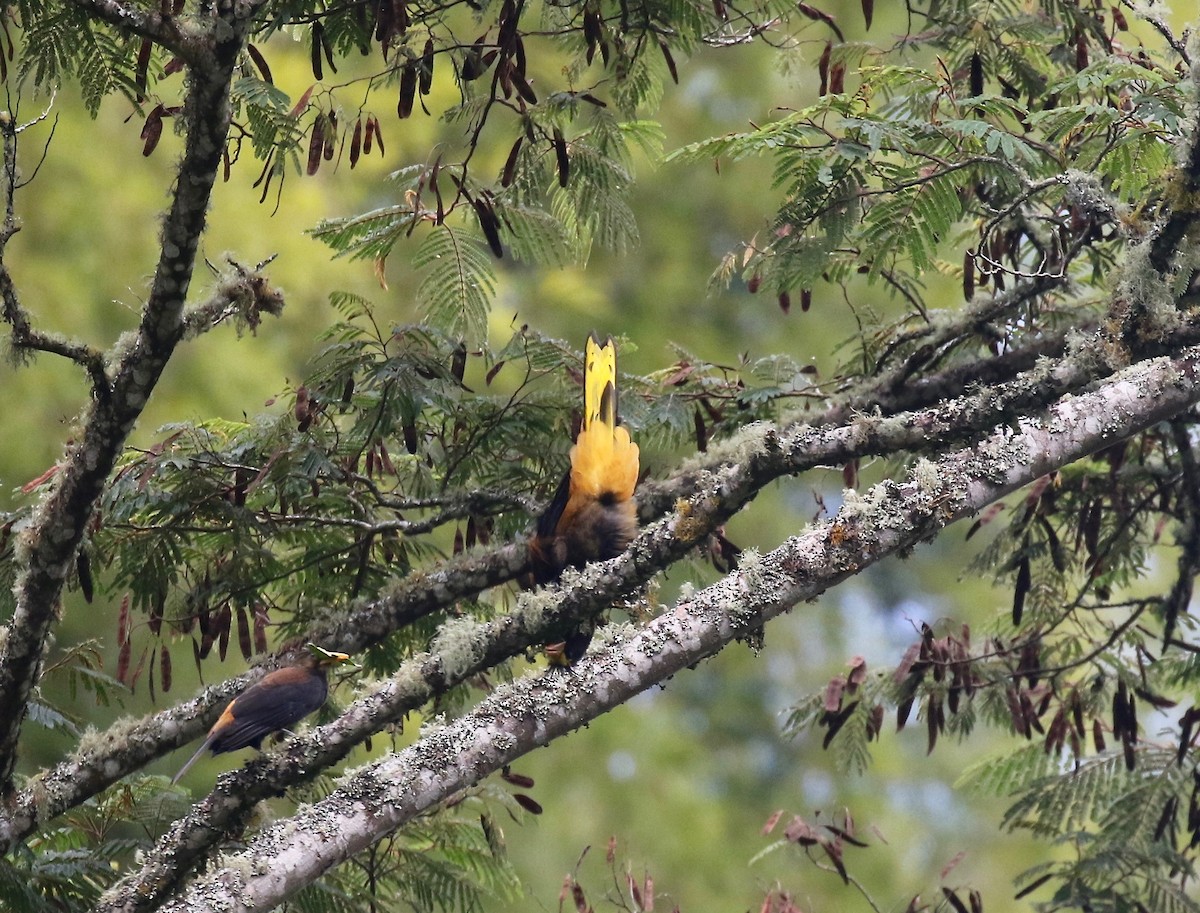 Russet-backed Oropendola - ML638851797