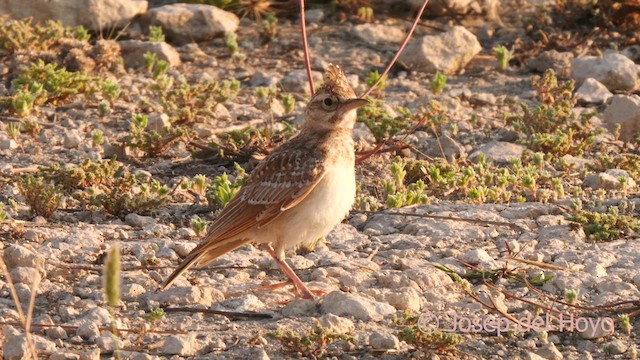 Crested Lark (Crested) - ML638851802