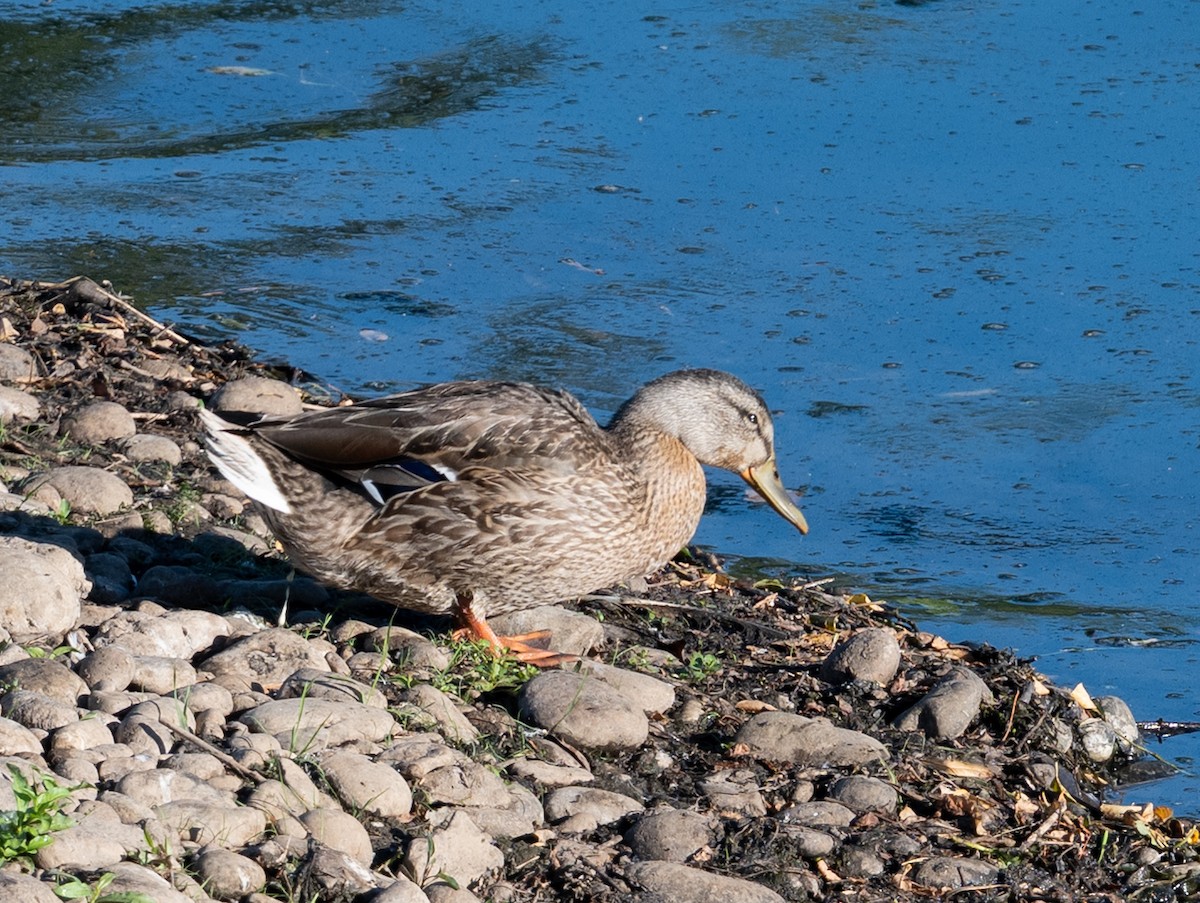 Mallard - ML638851806
