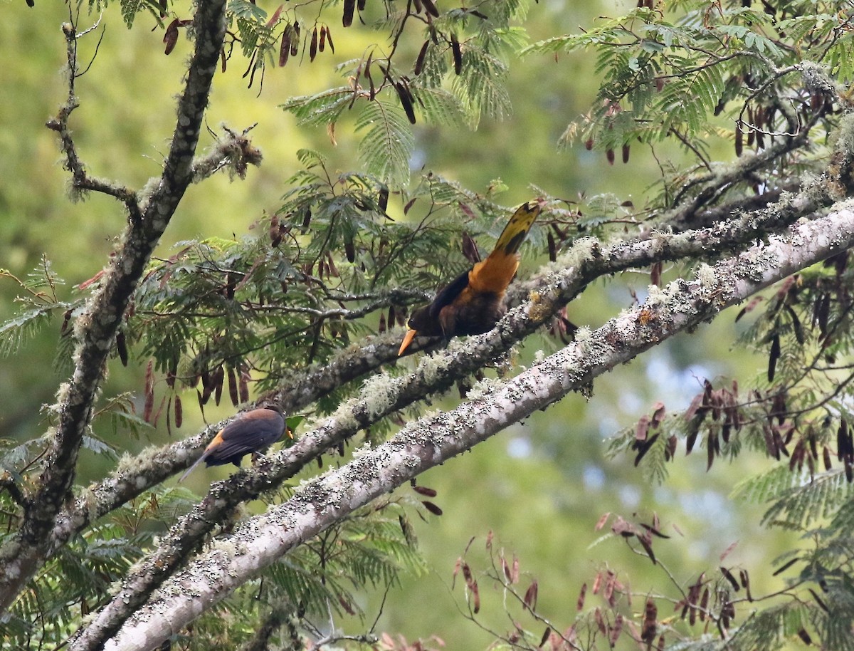 Russet-backed Oropendola - ML638851815