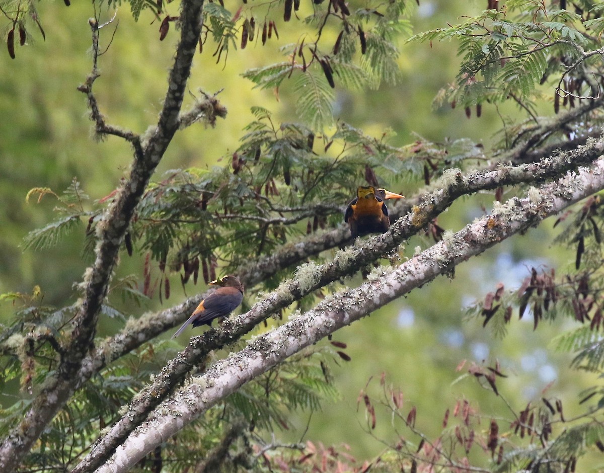 Russet-backed Oropendola - ML638851827