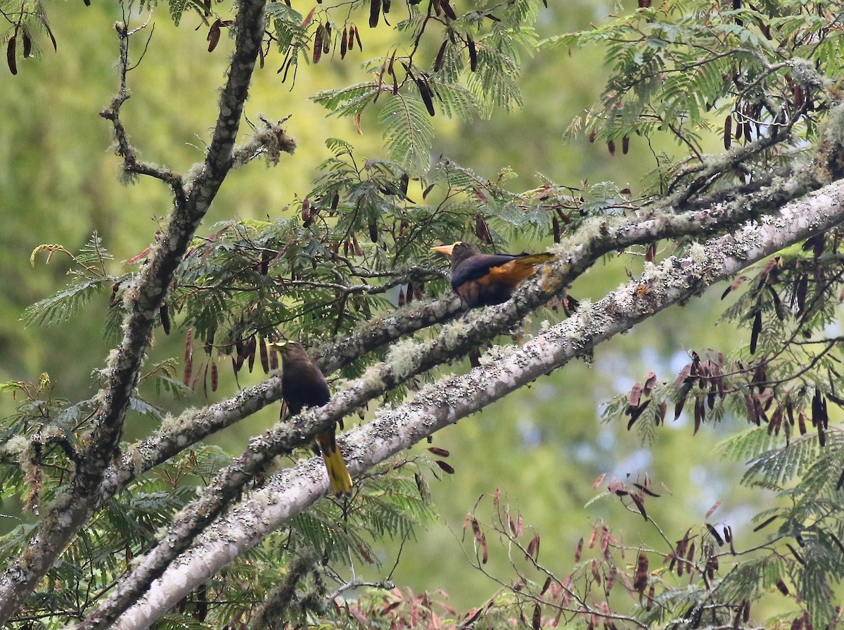 Russet-backed Oropendola - ML638851845