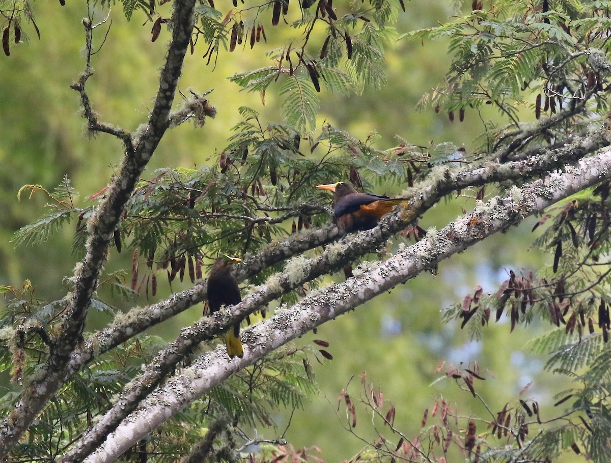 Russet-backed Oropendola - ML638851860