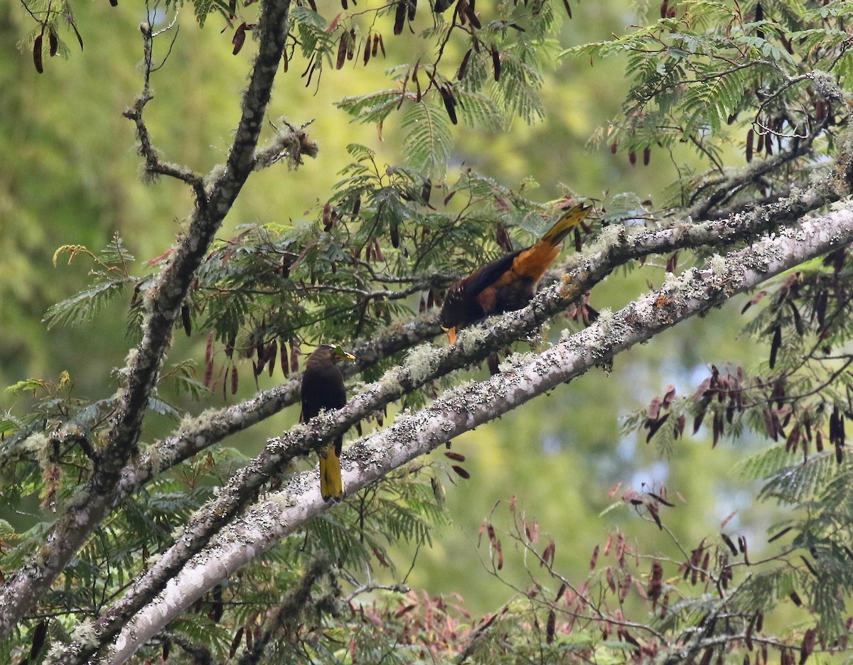 Russet-backed Oropendola - ML638851889