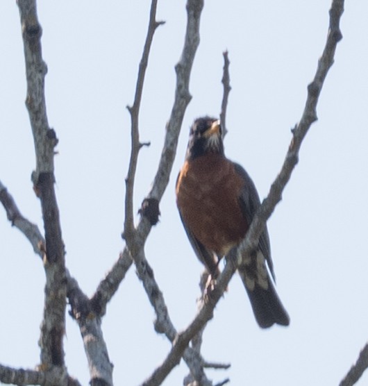 Zozo papargorria - ML638851911