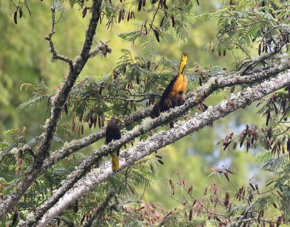 Russet-backed Oropendola - ML638851919